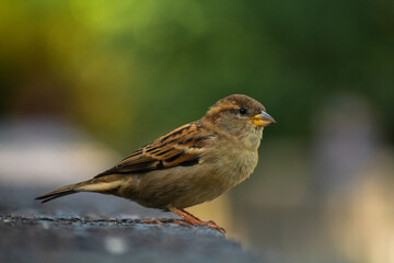Yellow House Sparrow standing under a bridge.