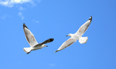 Obraz premium White sea gulls flying in the blue sunny sky 