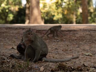 Monkeys of Bayon Temple in Angkor Thom, Cambodia