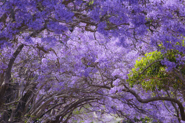 Purple Jacaranda tunnel in Kirribilli, Sydney, Australia. Milson park.