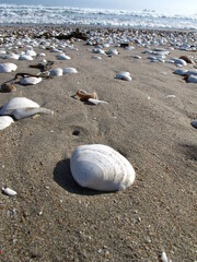 White seashells on the sandy beach in Marcona