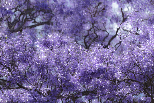 Purple jacaranda flowers are in full blossom.