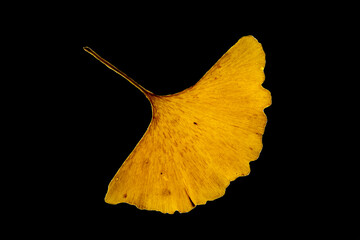 Naklejka premium A single yellow leaf of a gingko tree on a black background. Maidenhair tree. Gingko biloba. Ginkgophyta. Autumn leaves.