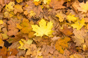autumn leaves background