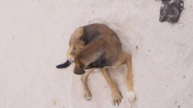 Stray dog in Salalah Oman cleaning him self and rolling around in the sand on the beach