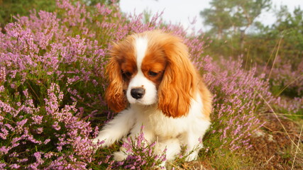 cavalier king charles spaniel puppy