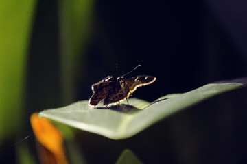 Butterfly on a leaf - shadow behind
