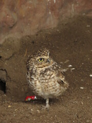 adorable and little owl perching on the ground