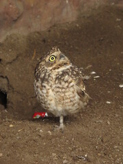adorable and little owl perching on the ground