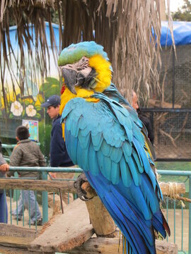 Papagallo stretching his wings in zoo