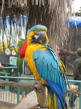 Papagallo Images – Browse 50 Stock Photos, Vectors, and Video | Adobe Stock