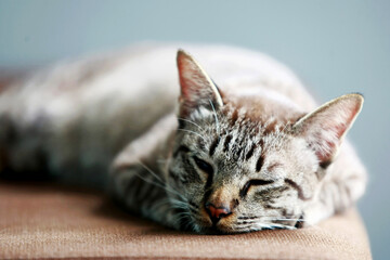 Lovely gray cat sleeping at outdoor
