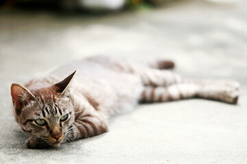 Lovely gray cat sleeping at outdoor