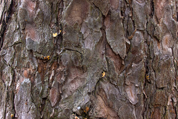 bark of a pine