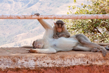 Fototapeta na wymiar Monkey taking a nap with its child playing nearby