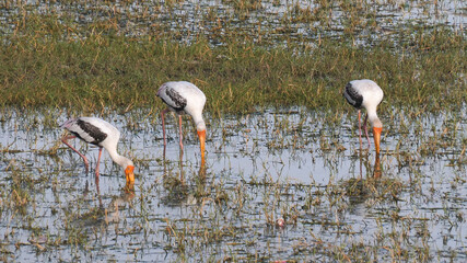 flock of yellow-billed storks feeding at man sagal lake in jaipur
