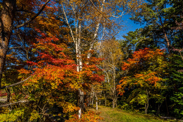 森の中にある池のほとりの紅葉のある風景　長野県伊那市