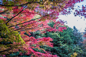 Fototapety  Krajobraz z jesiennymi liśćmi Nad jeziorem Momiji w mieście Minowa w prefekturze Nagano