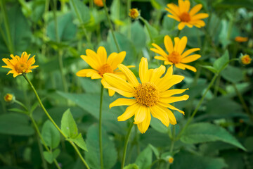 flowers of yellow daisies grow in a flower bed close up