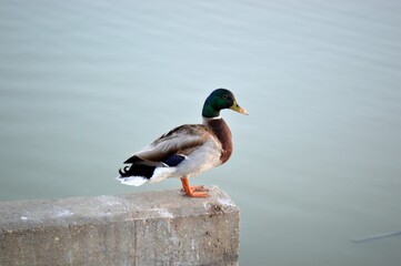 duck on the lake