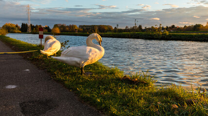 White swans in colored fall landscape in Souffelweyersheim in France © Aurelien KEMPF-PIKSL