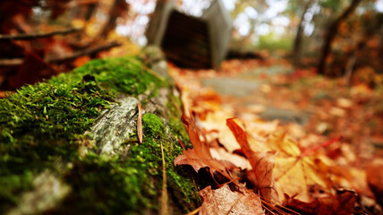 low angle view of a wooden log with a sense of fall season in the blurred background with an essence of yellow tint giving a warm feel 