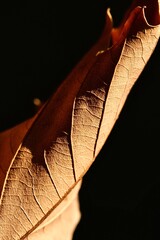 Autumn maple leaf close-up. Abstract photo. Macro photo.