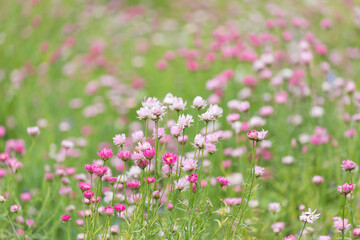 Pink flowers in the field with some room for text.