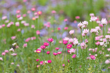 Obraz na płótnie Canvas Pink flowers in the field with purple jacaranda petals. 
