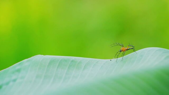 Oxyopes javanus Throll linestipes, Lynx spider, on green leaf Asia Thailand.