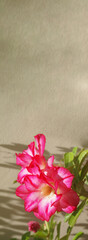 Vertical banner with pic flowers composition of Adenium obesum on a beige wall background. Graphic design assets, template, layout, space for text. Valentine's Day style picture. Love, romantics.