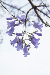 Purple transparent Jacaranda blossom on the white background with some space for text.