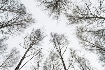 Obraz premium View of the birch trees from the bottom up against a grey, overcast winter sky. Birch trees without leaves in upwardwinter on a gray gloomy day. Vertical photo