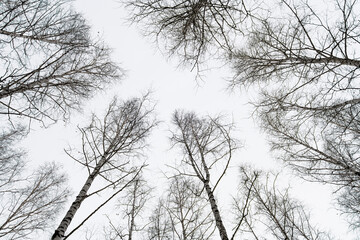 View of the birch trees from the bottom up against a grey, overcast winter sky.  Birch trees without leaves in upwardwinter on a gray gloomy day. Vertical photo