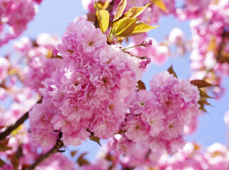 ハート型の桜の花びらと青空