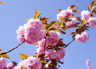 ハート型の桜の花びらと青空