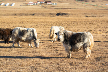 Yaks in steppes of Mongolia near Ulaanbaatar city. Mongolian nature, landscape, scenery. Animal husbandry. Agriculture and farm in Mongolia. Tourism, travel in Mongolia. Grazing yaks. Mongolian autumn