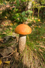 birch bolete (Leccinum scabrum) mushroom, also known as rough-stemmed bolete or scaber stalk in European forest