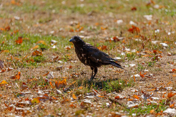 Crow walking on the grass in park