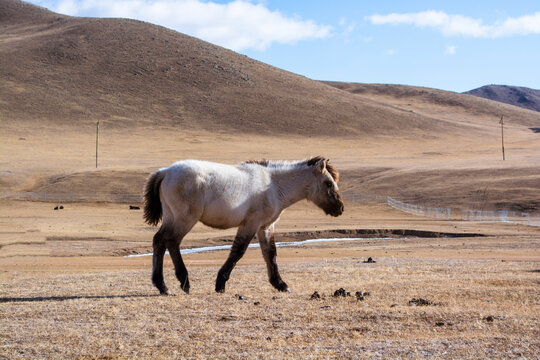 A Horse and A Foal On A Pasture In Autumn, Mongolia