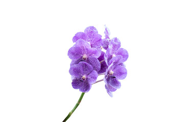 Purple Orchid Vanda flower isolated on white background in cluded clipping path.