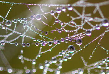 spider web with dew drops