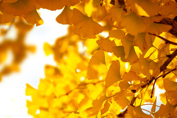 Sunny autumn ginkgo tree background