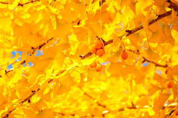 Sunny autumn ginkgo tree background