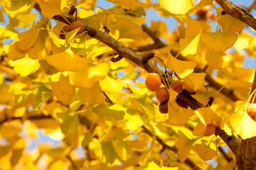 Sunny autumn ginkgo tree background