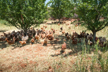 Poultry farm. Lohman brown hen and a flock of naturally fed chickens on a spring day  in the yard.