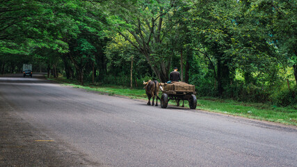 Man riding horse cart in a beauty and green road in Intibuca Honduras