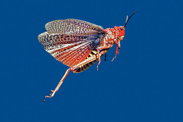 Pyrgomorphid grasshopper jumping