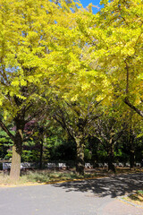 銀杏 イチョウ 黄色 ベンチ