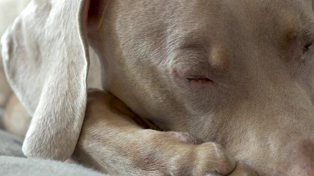 Close up of large dogs eyes while trying to fall asleep.  Tired weimaraner begins to doze off, with his paws by his face.  Big yellow eyes blink, and look around.